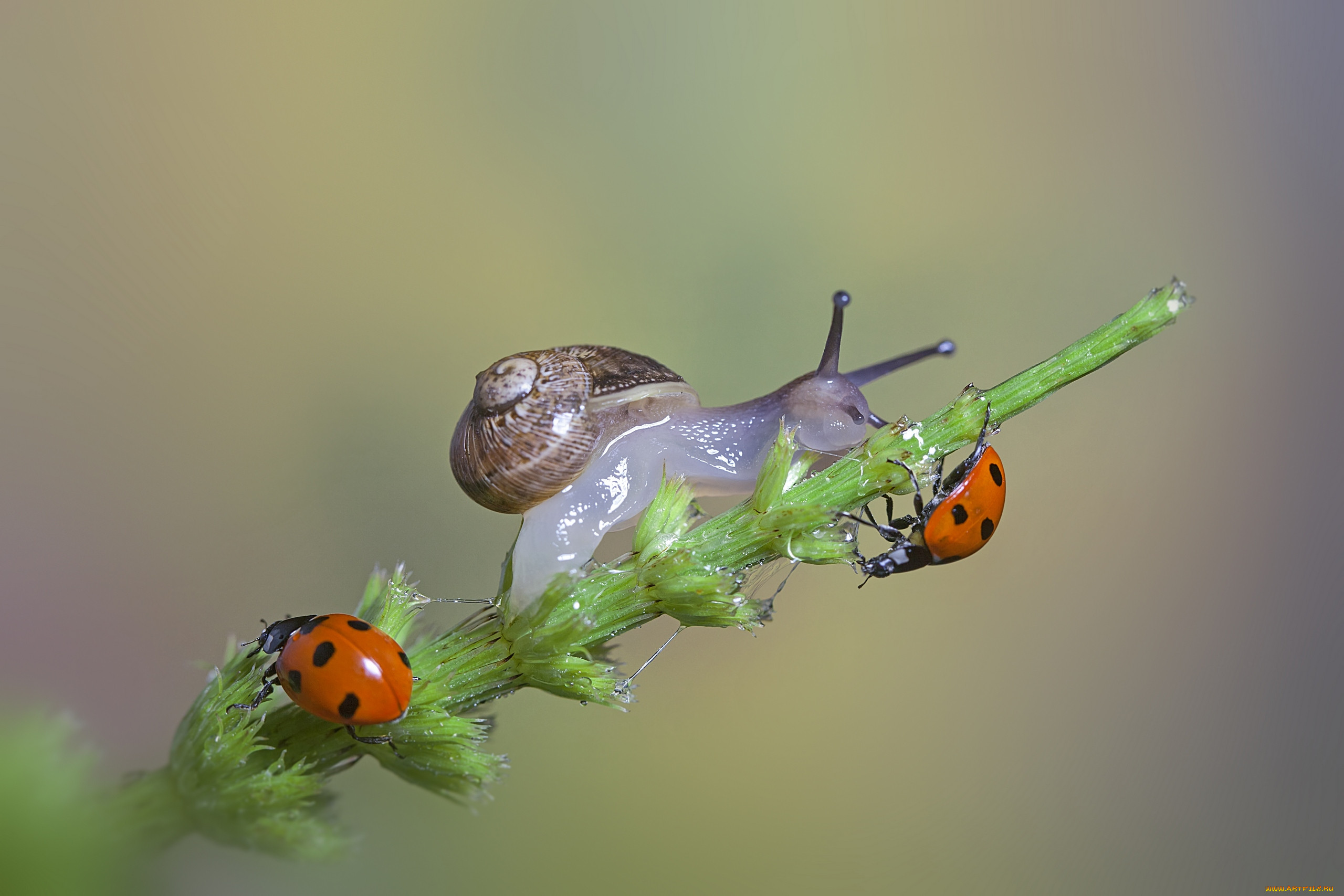 ,  , , the, snail, a, blade, of, grass, , macro, , , ladybugs, 